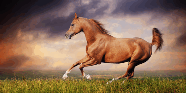 CABALLOS. Razas y Orígenes - Imagen 2