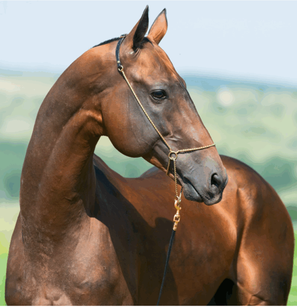 CABALLOS. Razas y Orígenes - Imagen 3